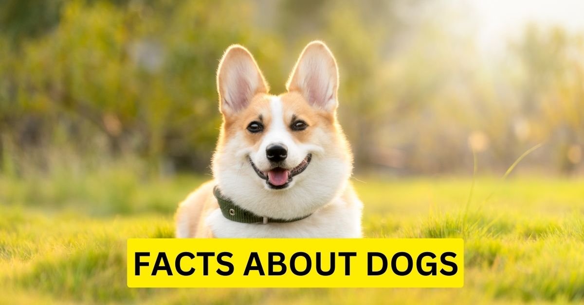 Fascinating Facts About Dogs