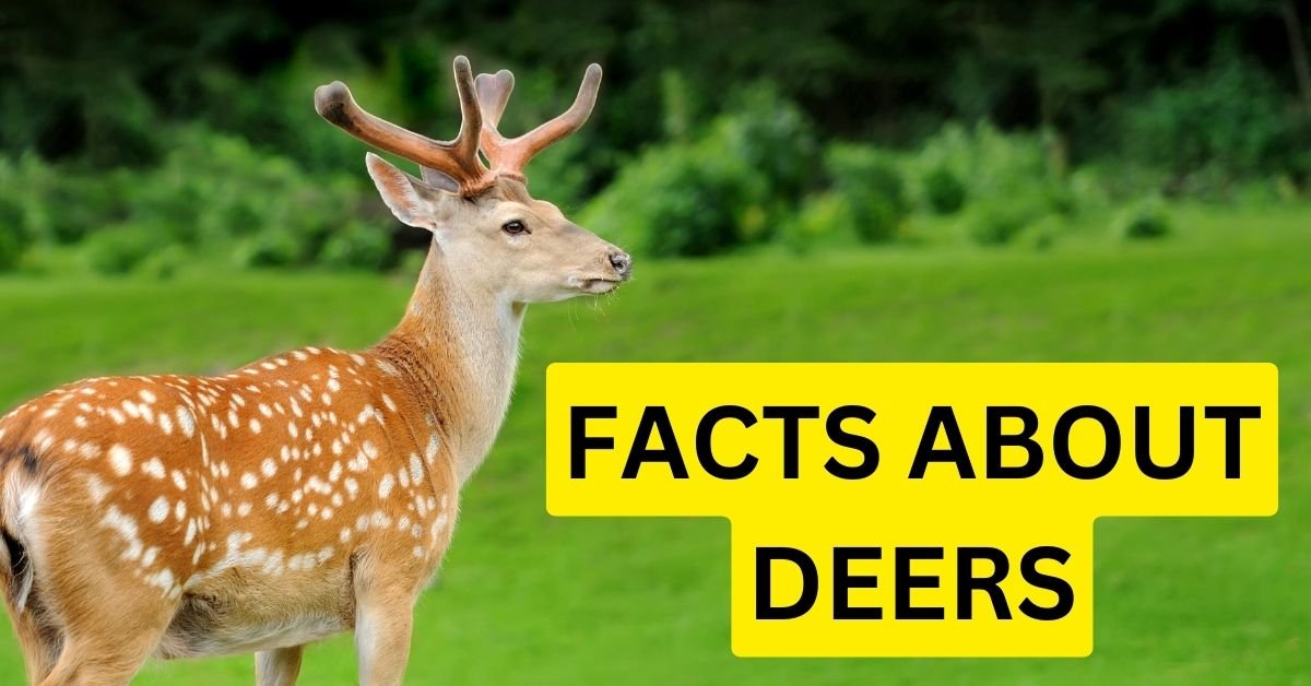 Fascinating Facts About Deer